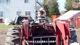 巴哥犬真是多才多艺，会开拖拉机是我没想到的，还不用开工资
