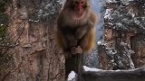 张家界山里有猴哥（喂食野生动物，注意安全）
