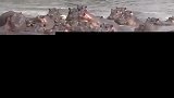 鳄鱼为什么唯独害怕河马鳄鱼让无数动物胆寒，河马却是个例外