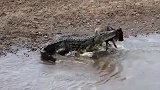 为母则刚，为了救自己的孩子，角马妈妈被鳄鱼拖走！