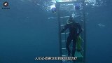 男子游泳被鲨鱼啃一口，送医院一检查，幸好鲨鱼啃一口