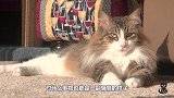 狐狸攻击下猫咪，结果被打得狼狈不堪，猫咪：狗是打不过猫的！