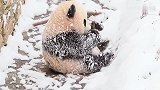 熊猫宝宝在雪地里玩，身上挂满了雪花，不会冷吗