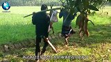 非洲小伙在鱼塘组成人墙，堵住鱼儿出路，这种包抄还是头一次见