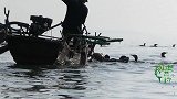 渔民带着水上猛禽湖中捕鱼，找到鱼窝就如虎入羊群，抓到大鱼无数