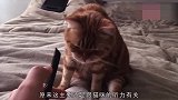 猫咪听到梳子声就想呕吐？老外一试果然见效！