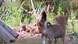 去农村偷狗的偷狗贼，被抓住会有什么遭遇？看完心疼