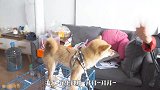 小柴犬刚来新家，就惨遭4只猫暴打，太惨了！