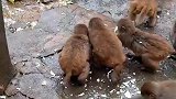 文明观猴，禁止投食，避免造成相互伤害
