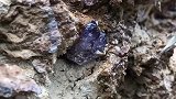在岩石上发现了一块紫色玉石，可惜被挖坏了