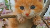 这么可爱的小猫咪