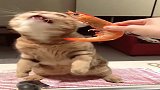 看看这只傻猫，对着虾的胡须一阵咬，太萌了