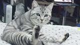有一只爱说话的猫咪是怎样一种体验？来看看这只喵喊妈妈合集！