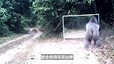 银背大猩猩和狮子打架，谁会先倒下？结果出乎意料！