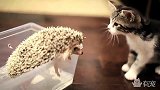 猫咪想和刺猬做朋友，竟然会被刺猬扎成这样