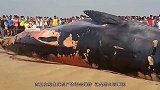 为什么鲸鱼死后非常危险尸体会自己爆炸，后果不可想象