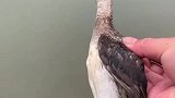 这玩意在水上能跑这么快？