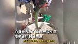 男子海钓钓中一条鲅鱼，身上卡着一个大金镯子，网友：带着赎金来的