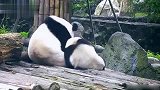 熊猫：温馨的母子时光，难得一见呀！