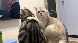 渣猫，前一秒还给老婆舔毛说翻脸就翻脸