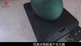 老外捡到一枚“绿蛋”，冒险孵化50天，破壳的瞬间浑身冒汗！