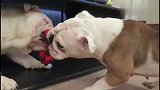 两只斗牛犬抢玩具