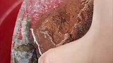 女子忘记乌龟冬眠，放在外面冻成冰块