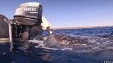澳大利亚：可爱！一只狗子亲吻海中的鲸鲨