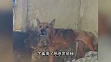 老人家中去世，狗狗不吃不喝守护，被带走时默默流泪，居委会回应
