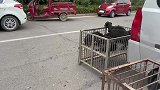 狗市价位清晰透明，低于正规犬舍几倍价格，再贪便宜只有上当