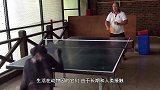 2只猩猩上场打拳击，比赛才刚宣布开始，就把观众逗笑了