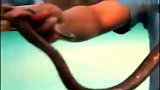 旅游-150702-泰国游 强人表演瞬间咬住眼镜蛇