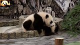 熊猫宝宝樱浜走起路来小心翼翼，真是可爱无敌了