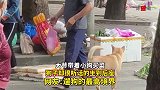 大爷带着小狗买菜，狗子却很听话的坐到后座，遛狗的最高境界