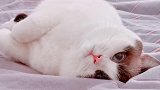 我的小可爱 怎么总是好像能听懂我说话一样 星探家 猫