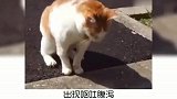 宠物冷知识：猫咪过敏怎么办？奇怪的知识又增加了