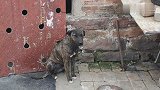 五个月的中华虎斑犬，现在稀有品种，听话又凶猛，太漂亮了。