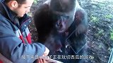 男子玩切西瓜给猩猩看，猩猩看得入神，镜头拍下搞笑一幕