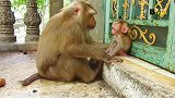 母猴对小猴疼爱有加，简直像是在对待猴王，太滑稽了！