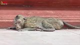 猴子已经病得奄奄一息，老猴子居然还这样对它
