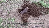 土拨鼠正在地上睡觉，不料天降横祸，被黄鼠狼捡了便宜