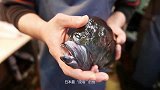 日本最“流氓”的鱼，大厨现场处理，看着让人害羞
