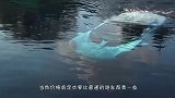 全球首辆“潜水跑车”，时速可达100公里，售价将近600万！