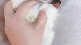 太可爱了，灰白花茶杯泰迪