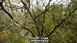 大棚内外，枣树生长，产量，价格和保商的区别