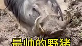 这是我见过最帅的野猪