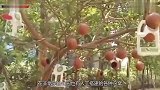 为什么鸟巢都是露天的遇到大雨时怎么办看完多年疑惑解开了