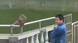 猴子坐在栏杆上休息，不料竟遭到偷袭