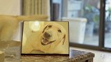 二更视频-20160827-忠犬“法官”的故事