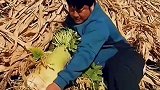 这大萝卜，估计够我吃一个星期的